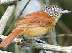 Barred Antshrike