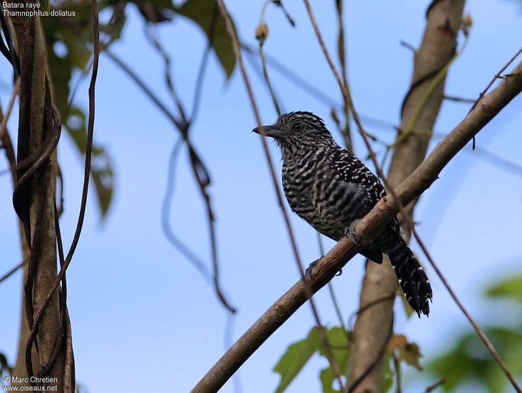 Barred Antshrike