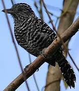 Barred Antshrike