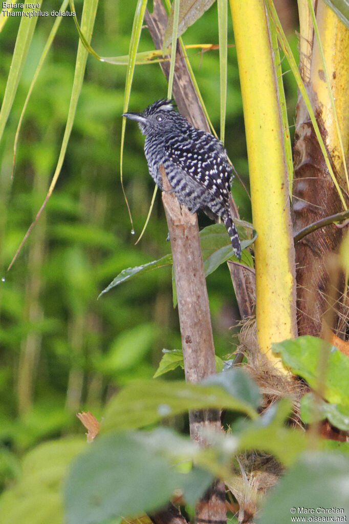 Barred Antshrike