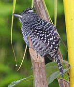 Barred Antshrike