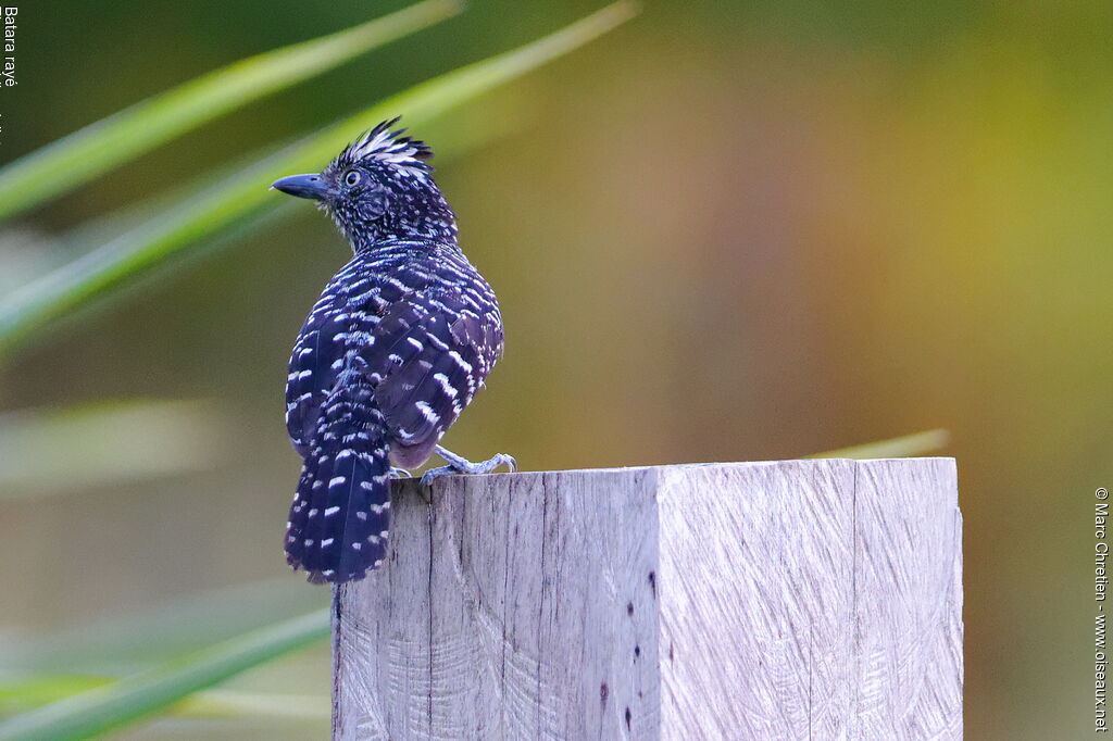 Barred Antshrike male adult