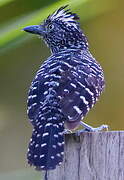 Barred Antshrike