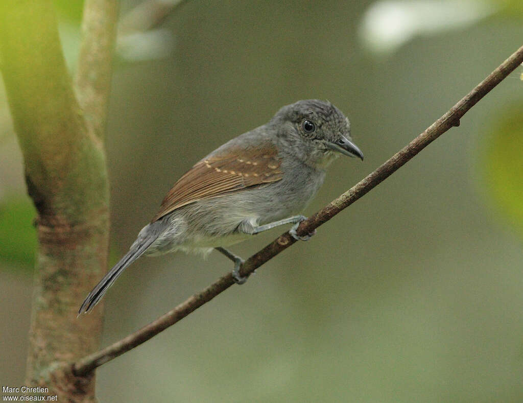 Batara sourisadulte, identification