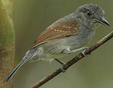 Mouse-colored Antshrike