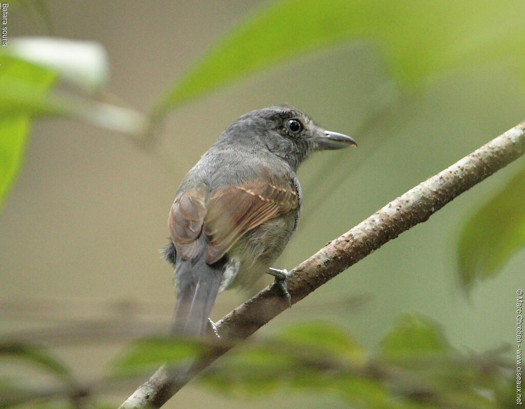 Mouse-colored Antshrikeadult