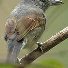 Batara souris