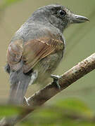 Mouse-colored Antshrike