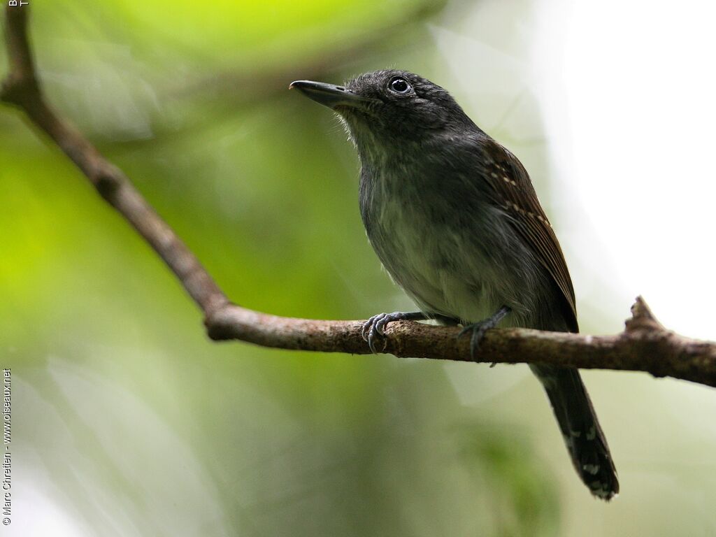 Mouse-colored Antshrike