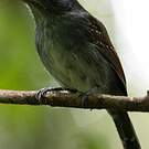 Batara souris
