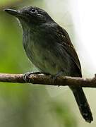 Mouse-colored Antshrike