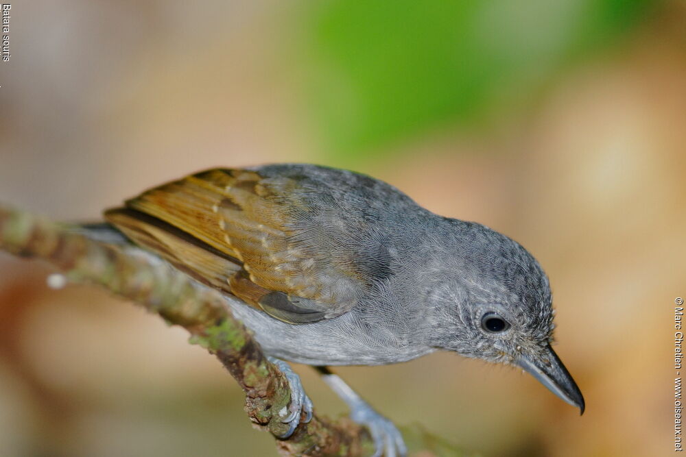 Mouse-colored Antshrike male