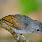 Batara souris