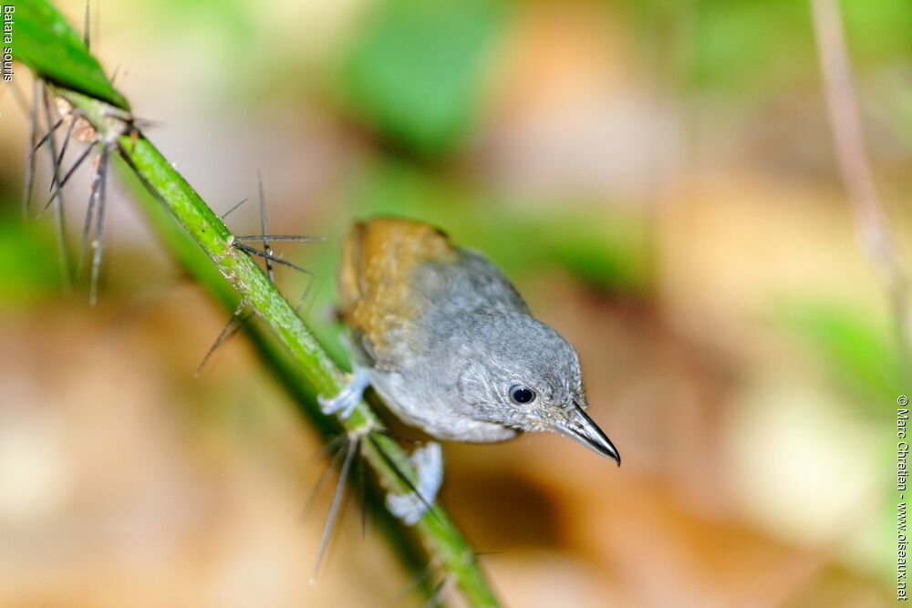 Mouse-colored Antshrike