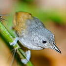 Batara souris