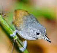 Mouse-colored Antshrike