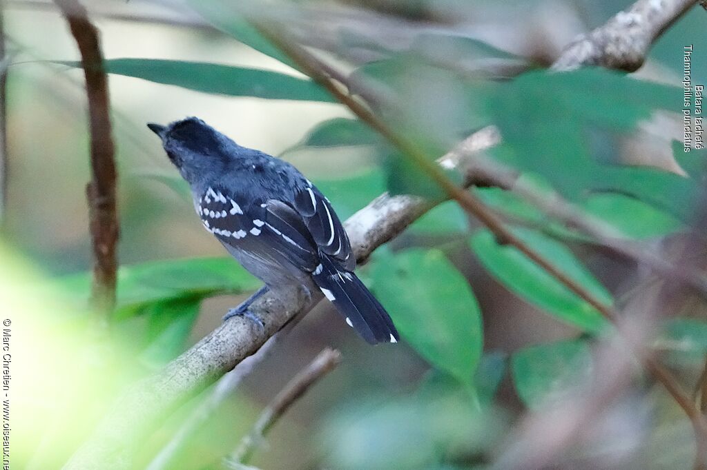 Northern Slaty Antshrike male adult