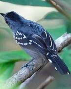 Northern Slaty Antshrike