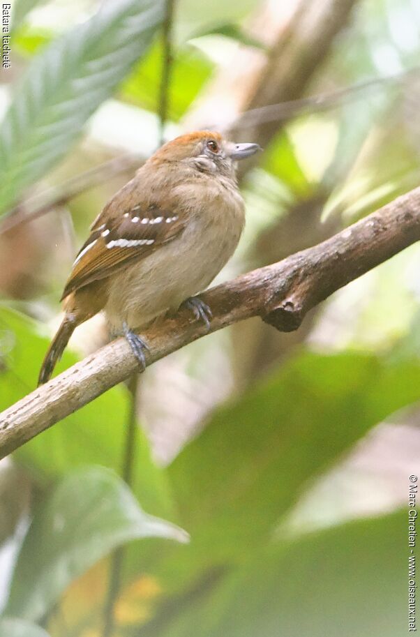 Northern Slaty Antshrike female adult