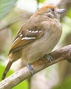 Northern Slaty Antshrike