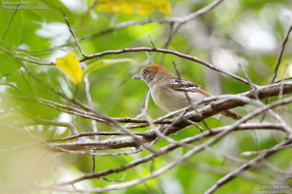 Northern Slaty Antshrike female adult