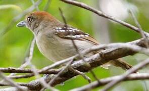 Northern Slaty Antshrike