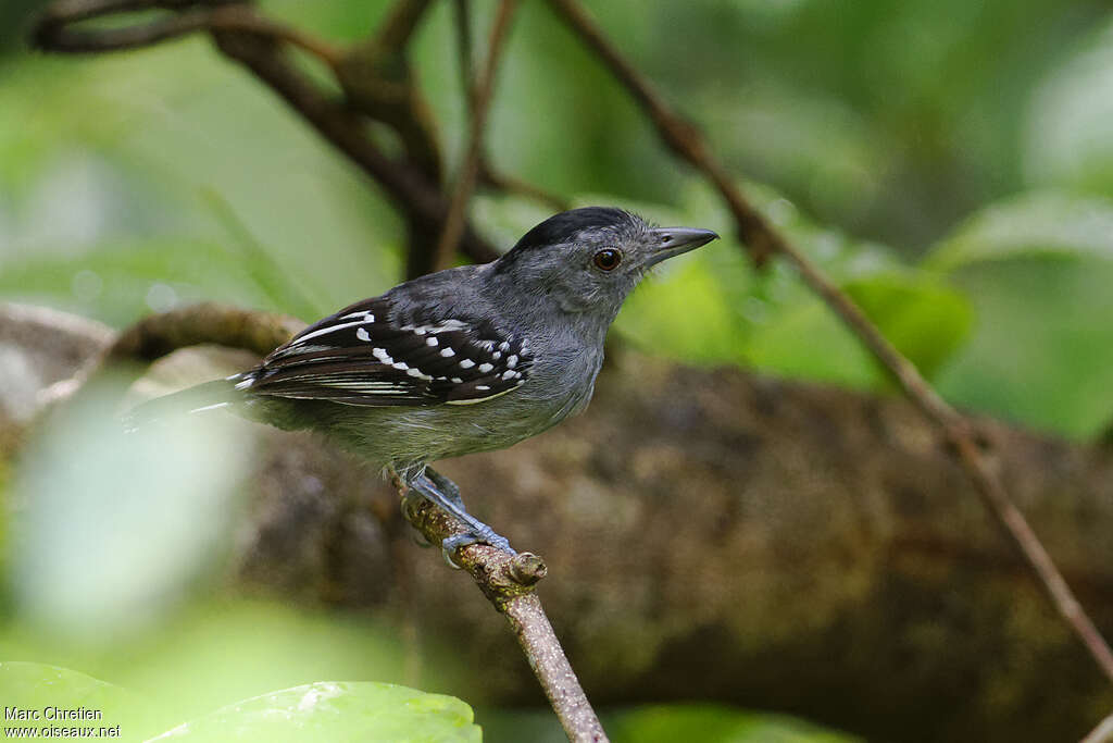 Batara tacheté mâle adulte, identification