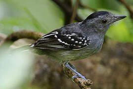 Northern Slaty Antshrike