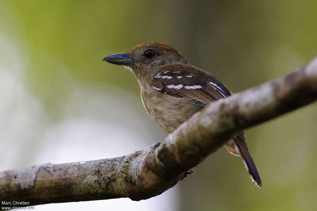 Batara tacheté femelle adulte, identification