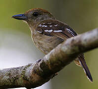 Northern Slaty Antshrike