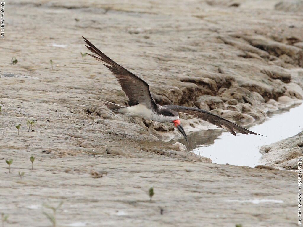 Black Skimmer