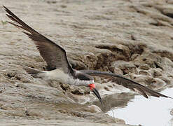 Black Skimmer