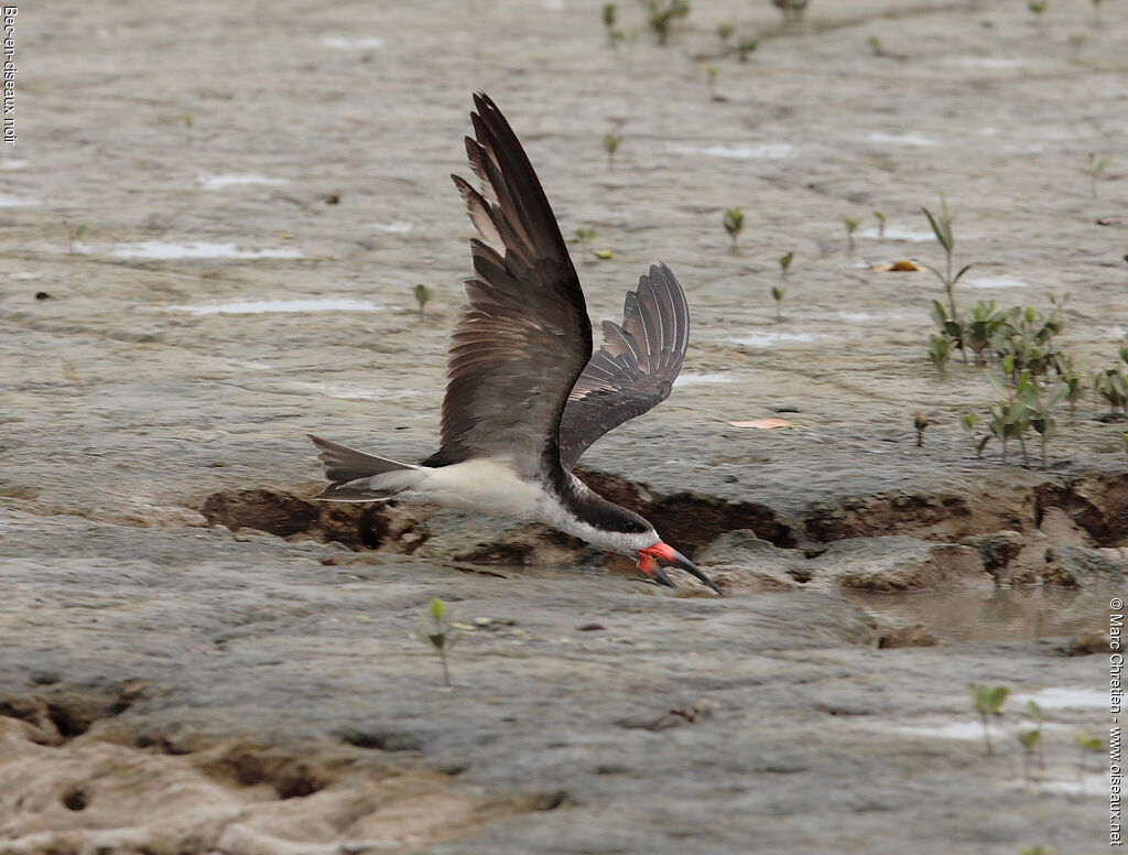 Black Skimmer