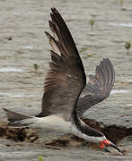 Black Skimmer