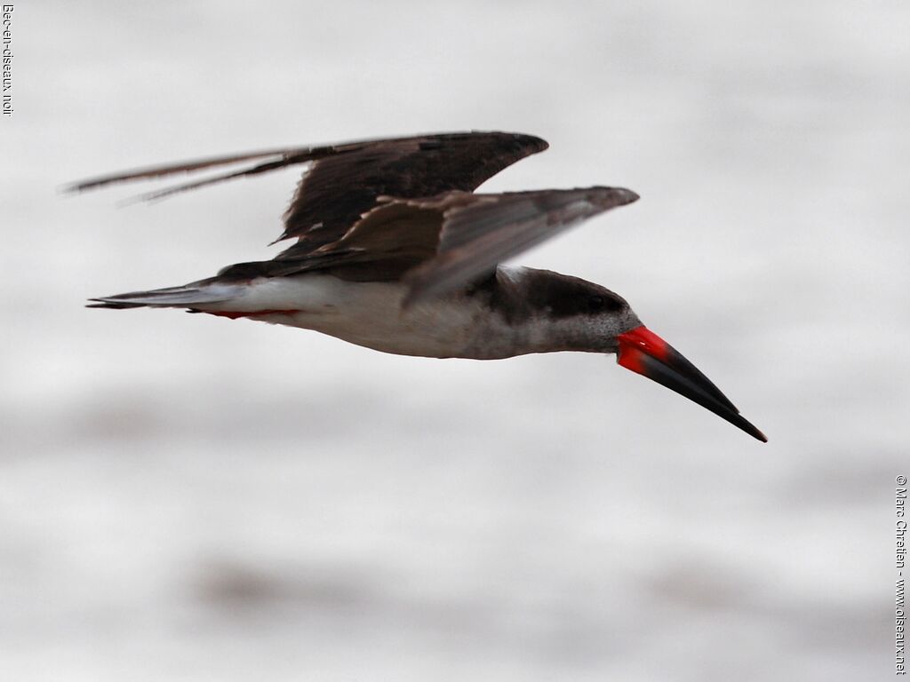 Black Skimmer