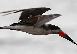 Black Skimmer