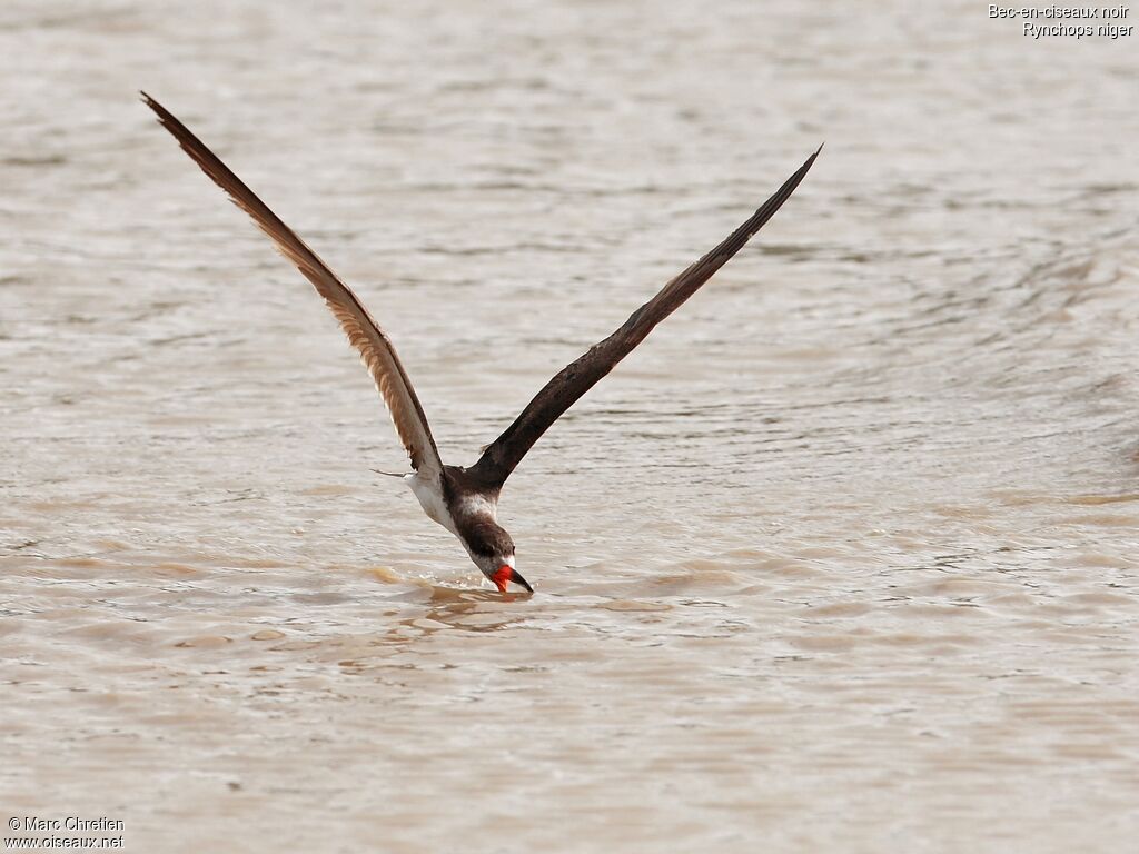 Black Skimmer