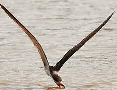 Black Skimmer