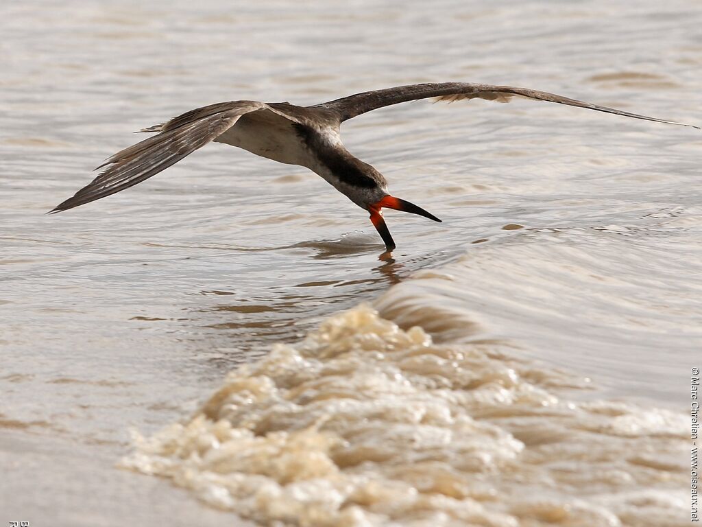 Black Skimmer