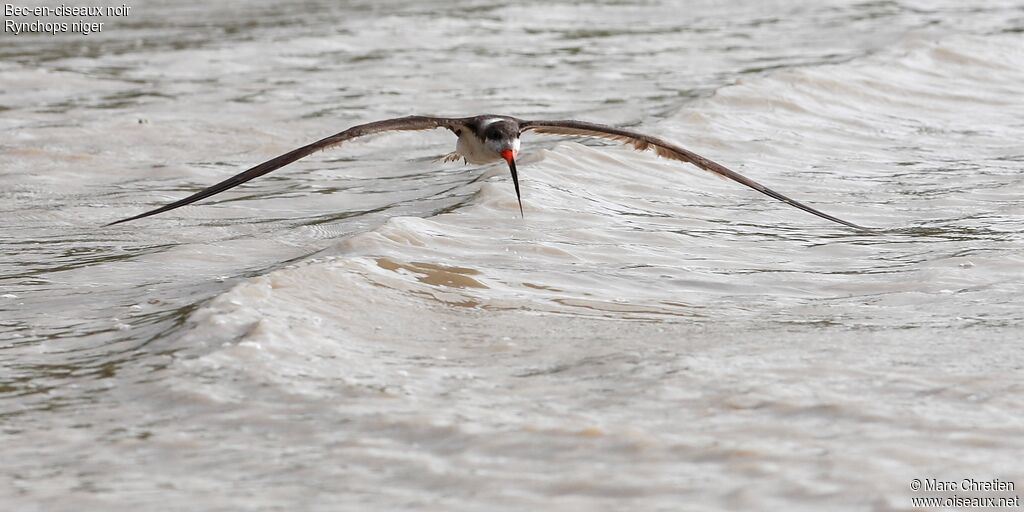 Black Skimmer