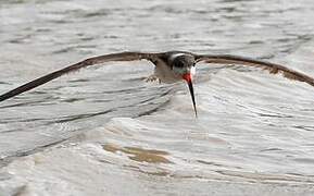 Black Skimmer