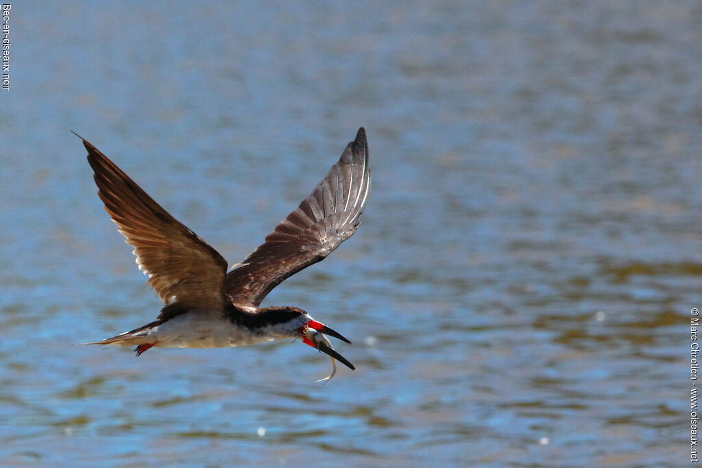 Black Skimmer