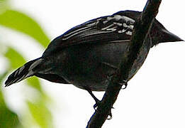 White-winged Becard