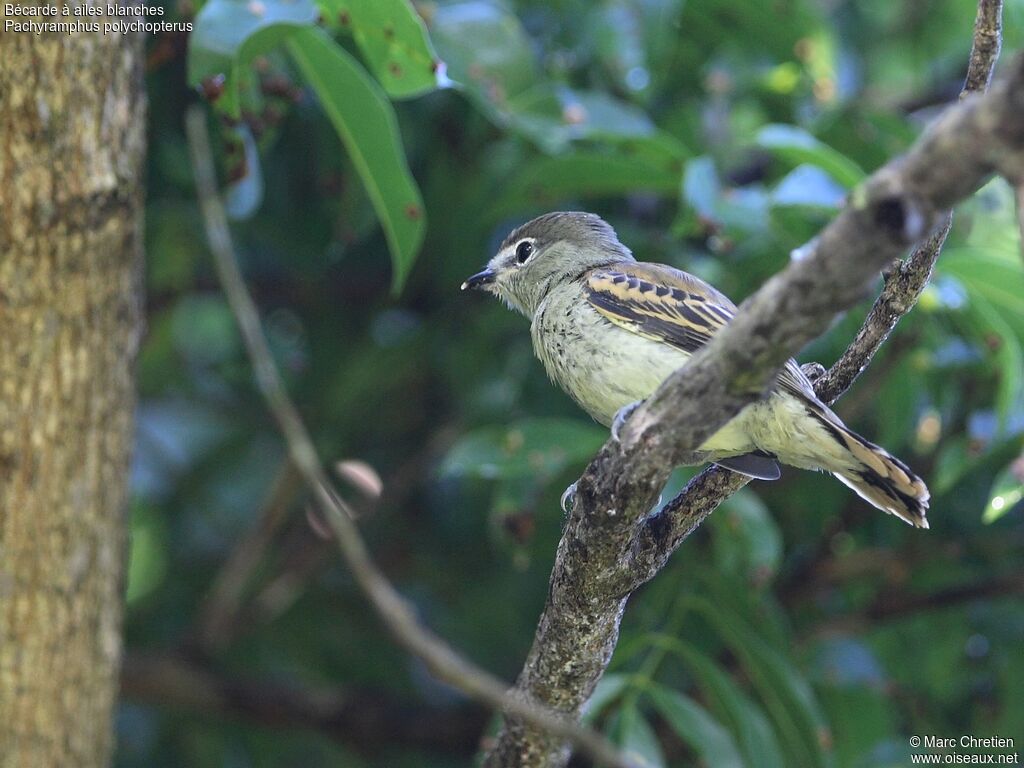 Bécarde à ailes blanches femelle adulte