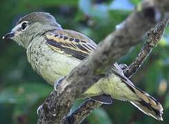 White-winged Becard