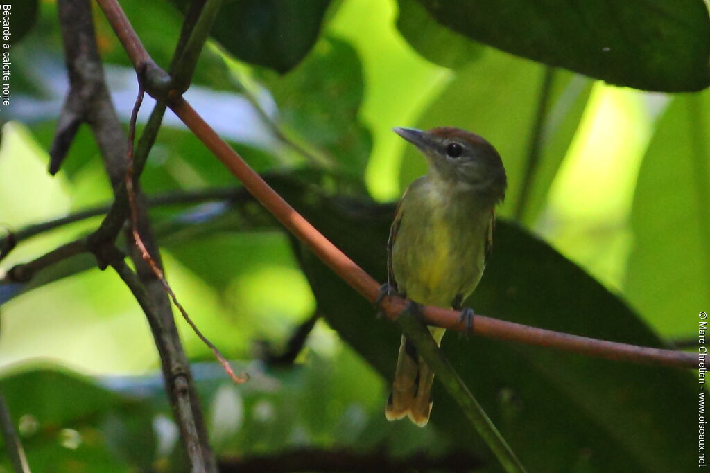 Black-capped Becard female adult