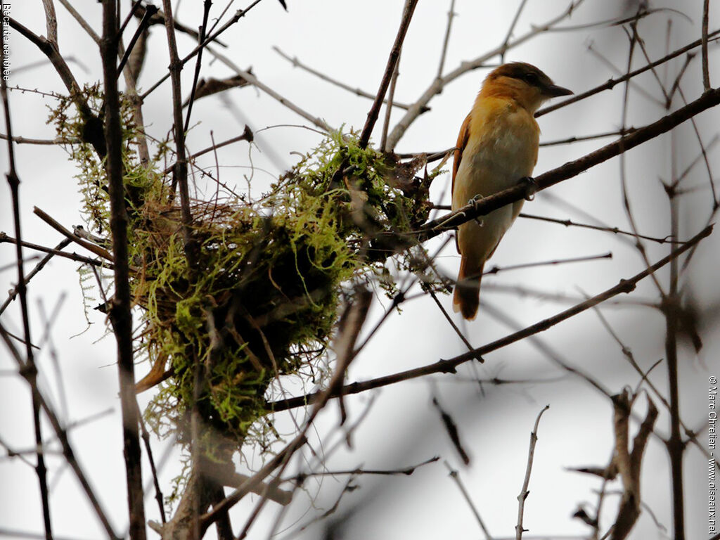 Cinereous Becard female