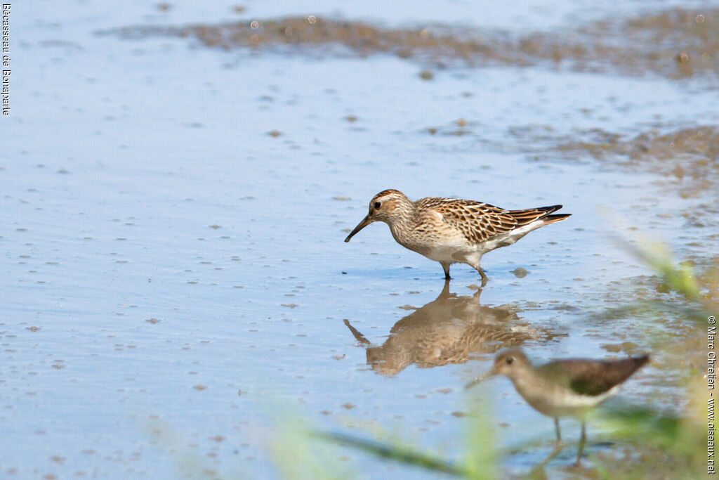 White-rumped Sandpiper