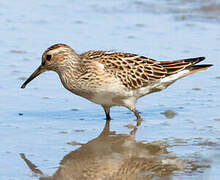 White-rumped Sandpiper