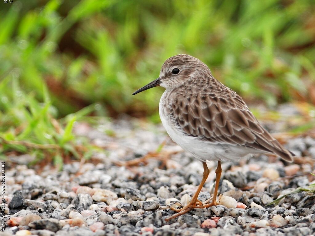 Least Sandpiper